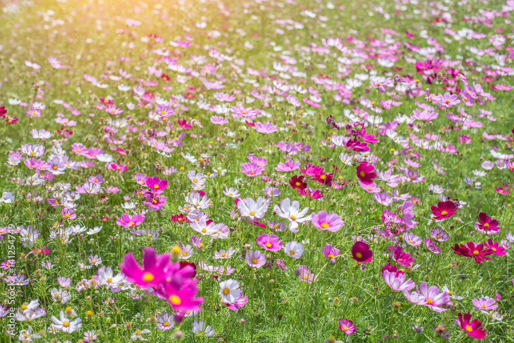 Cosmos Flowers field Cosmos Flowers field