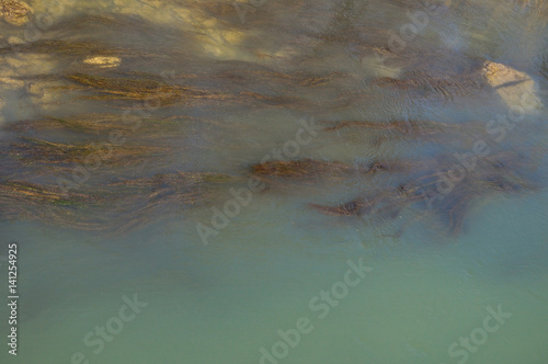 Algas en el río Tajo photo