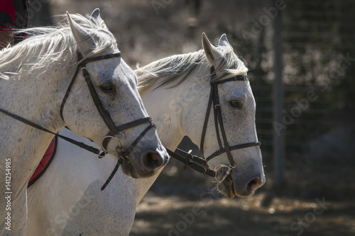 two white dressage horses cantering together