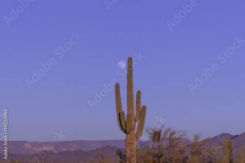 Saguaro Cactus and Full Moon
