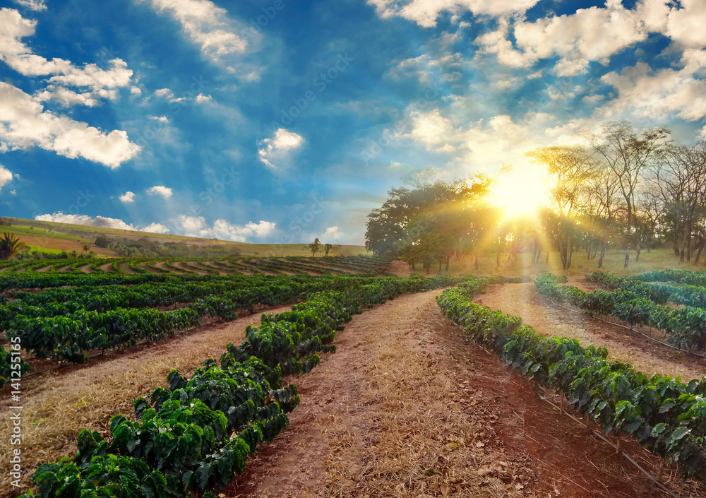 Plantation - Sunset at the coffee field landscape Plantation - Sunset at the coffee field landscape