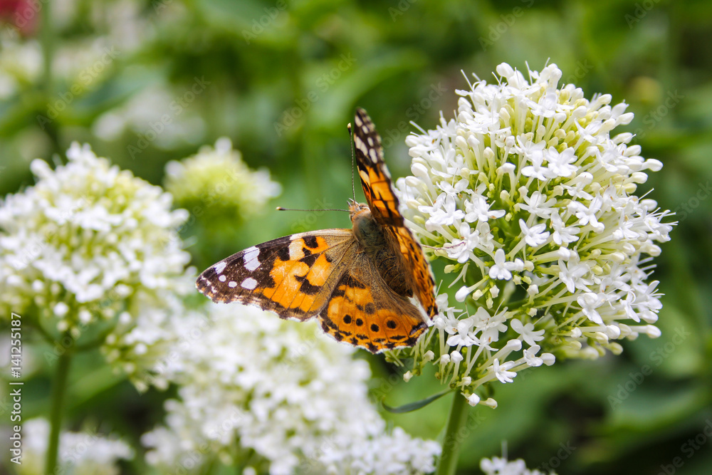 Obraz premium Butterfly on flower