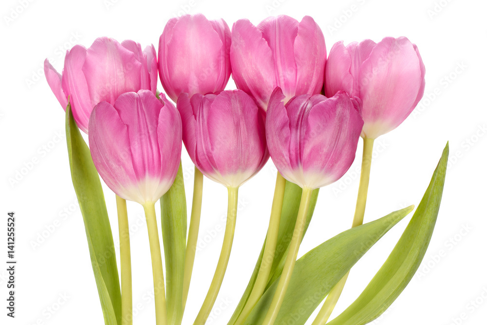 Fototapeta premium Pink tulip flowers bouquet