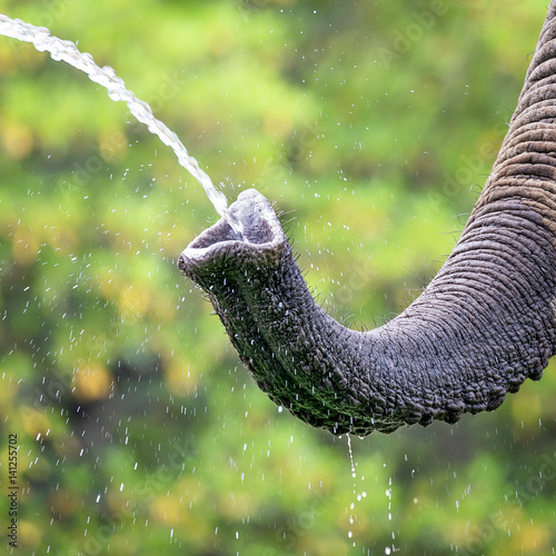 Elephat taking a drink photo