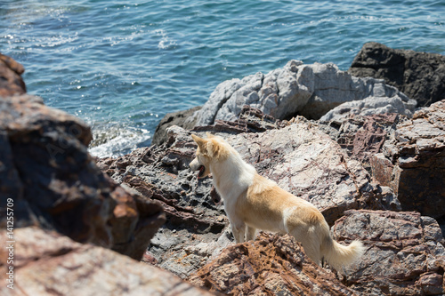 dog by the sea on the rocks © neonnspb