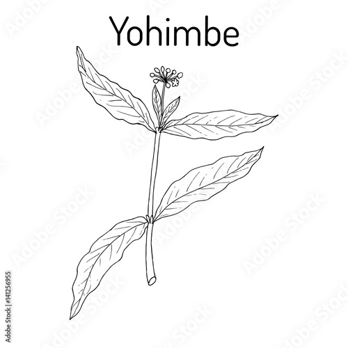 Yohimbe Pausinystalia johimbe , medicinal plant