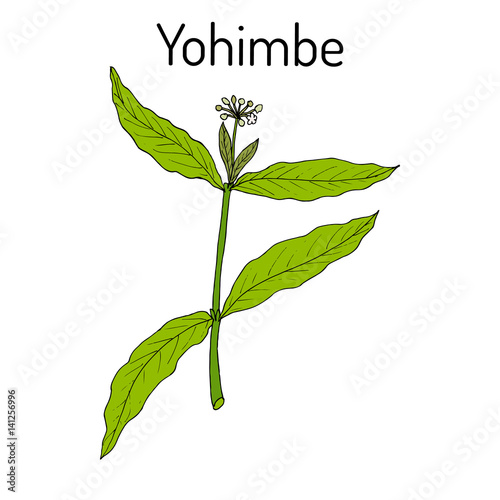 Yohimbe Pausinystalia johimbe , medicinal plant