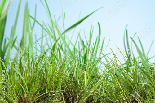 Sheets of lush grass on natural background © jaroslavkettner