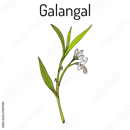 Galangal Alpinia officinarum , medicinal plant photo