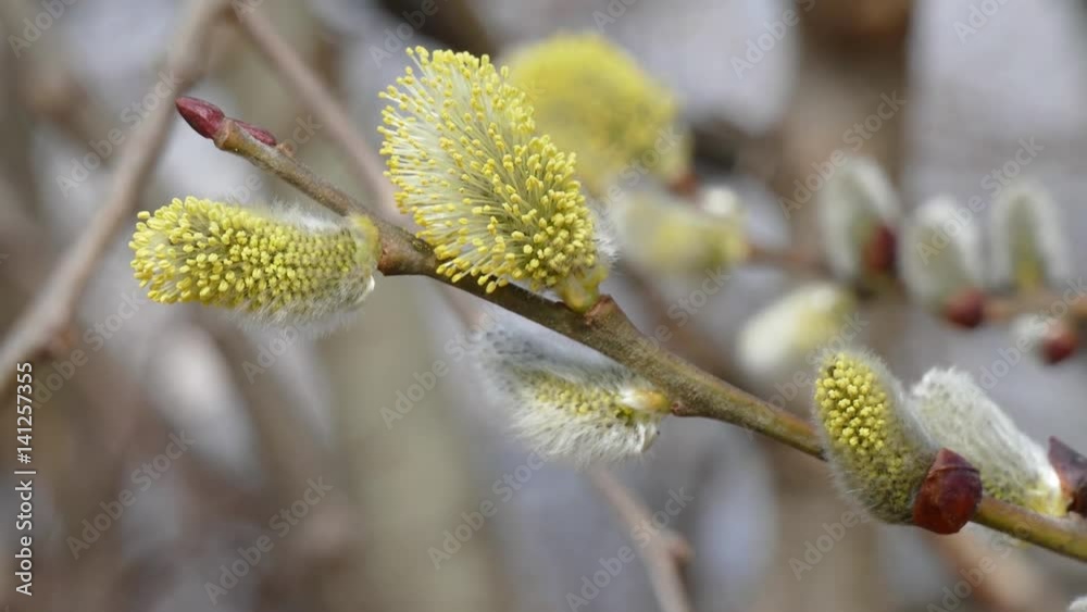 willow flower willow flower