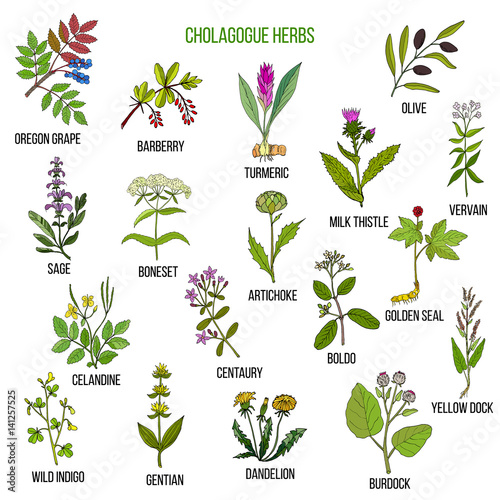 Cholagogue herbs. Hand drawn set photo