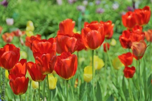 Tulips © Robin