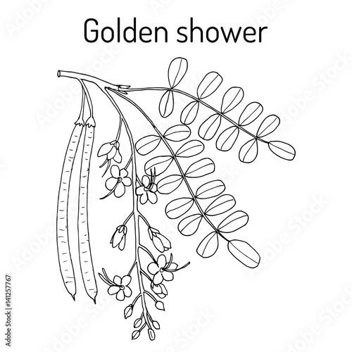 Golden shower, or rain tree Cassia fistula , medicinal plant.