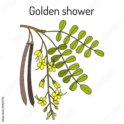 Golden shower, or rain tree Cassia fistula , medicinal plant.