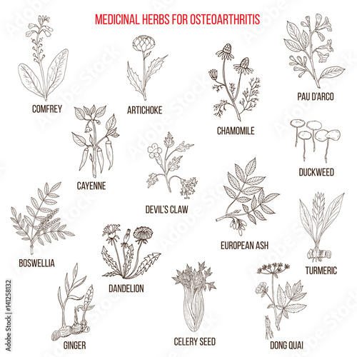 Best medicinal herbs for osteoarthritis