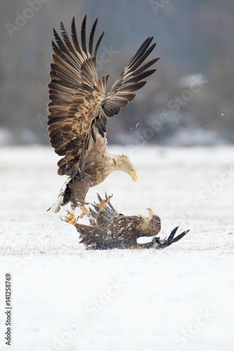 Seeadler kämpfen im Schnee 