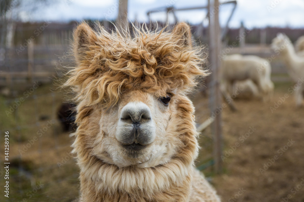Alpaca portrait in a farm