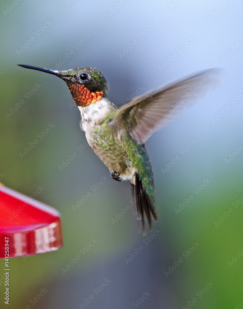 Fototapeta premium Ruby throat hummer