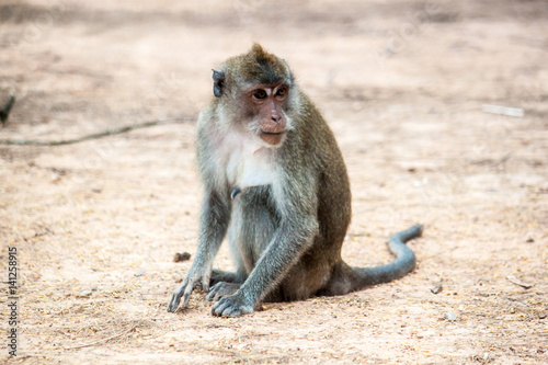 A monkey sit on the ground