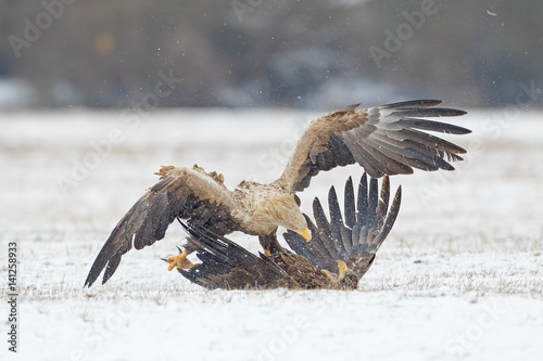 Seeadler kämpfen im Schnee