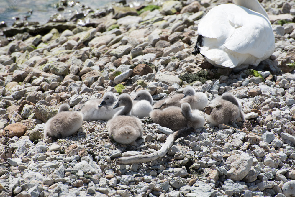Obraz premium Swan chicks on the shore.