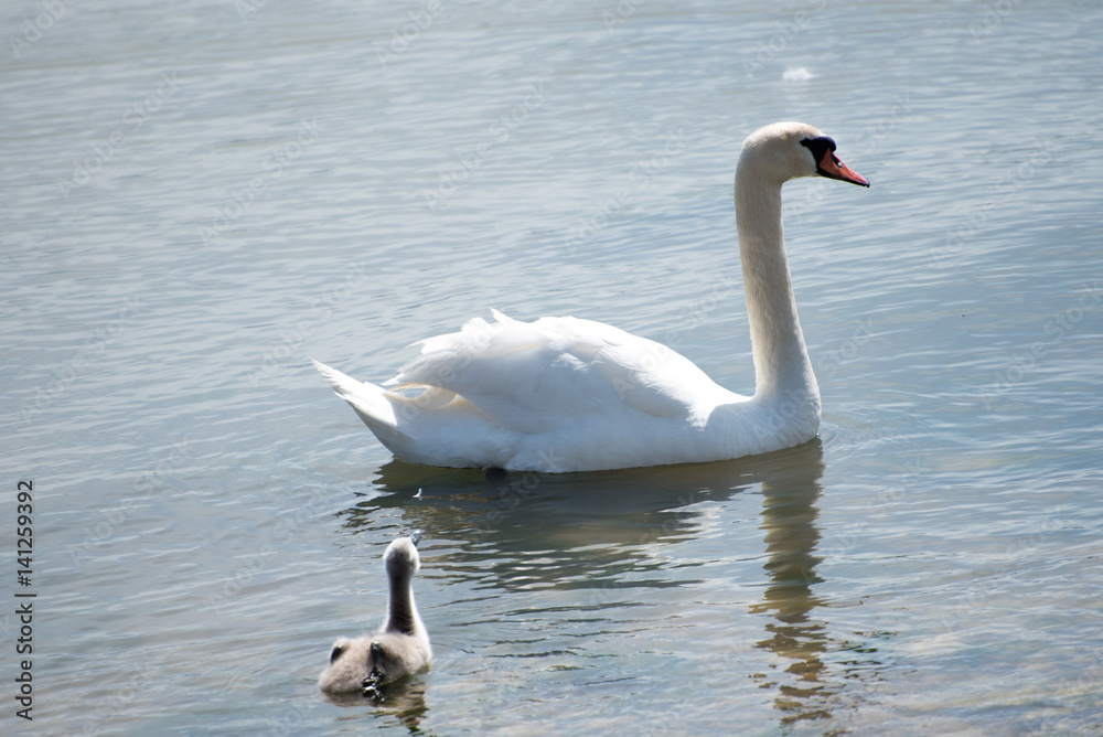 Fototapeta premium Swan family on the shore.