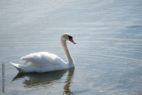 Swan on the shore.