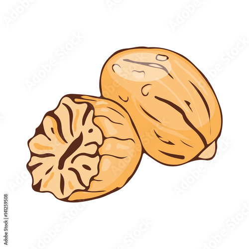 Nut meg seasoning isolated on white background hand drawn aromatic spice food and seasoning aniseed aroma condiment vector illustration.