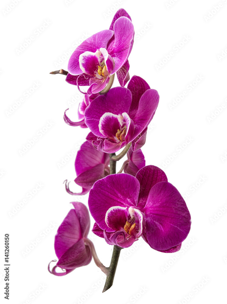 pink Orchid isolated on white background