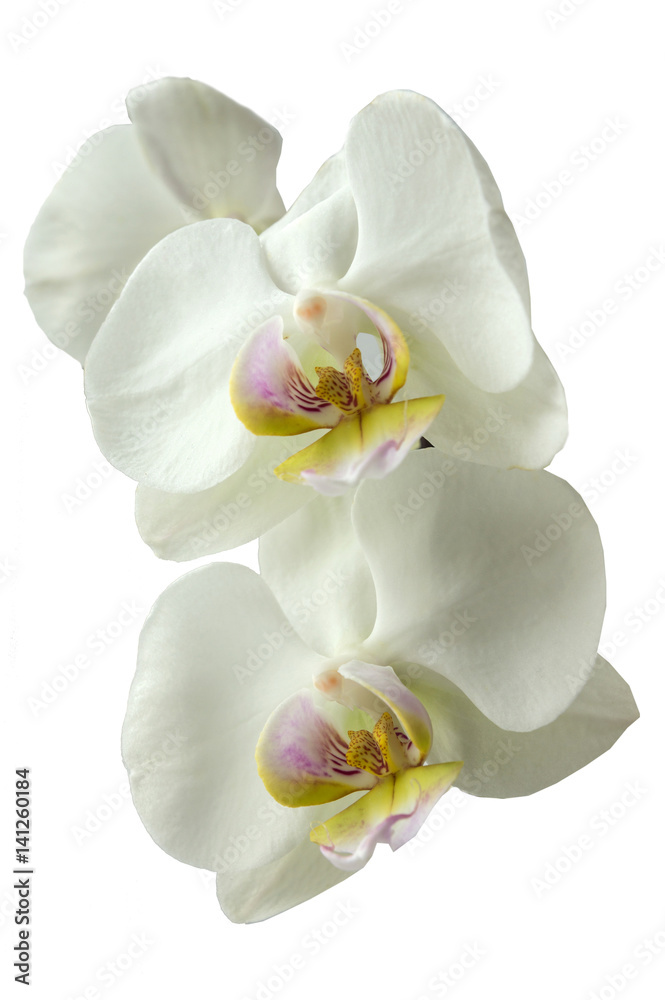 white Orchid isolated on white background white Orchid isolated on white background