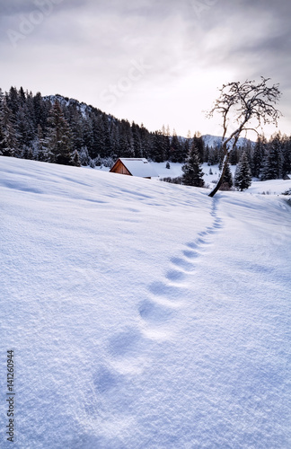 fox tracks on snow in Alps © Olha Rohulya