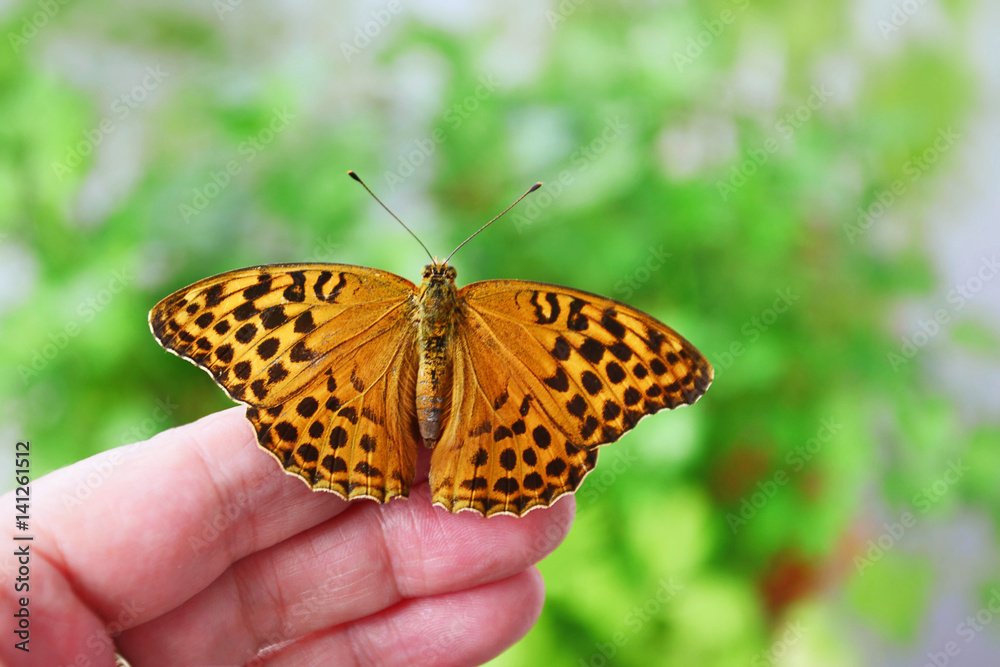 Silver-washed fritillary (Argynnis paphia) female Silver-washed fritillary (Argynnis paphia) female