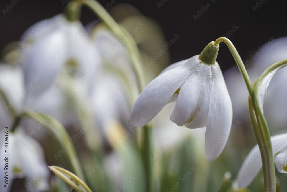 beautiful white snowdrops in garden, first spring flower symbol beautiful white snowdrops in garden, first spring flower symbol