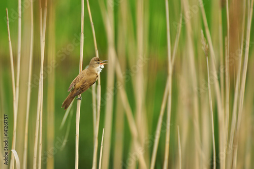 Great reed warbler (Acrocephalus arundinaceus), male bird