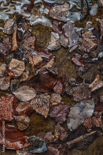 autumn brown leaves texture in water, seasonal wallpaper