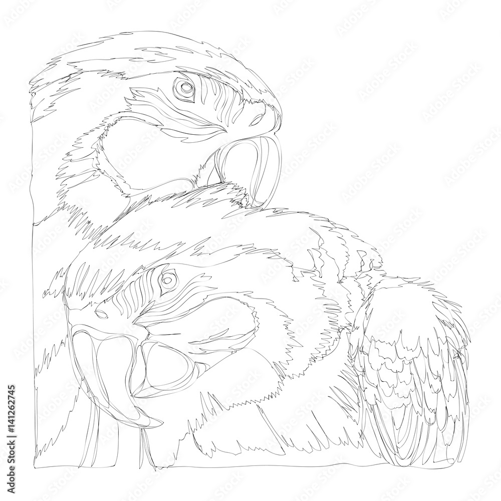 Fototapeta premium amazing parrots line art continuous line drawing