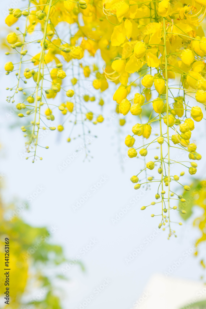 Golden shower flowers , Cassia fistulosa tree flowers background , summer  flowers in songkran, festival in Thailand