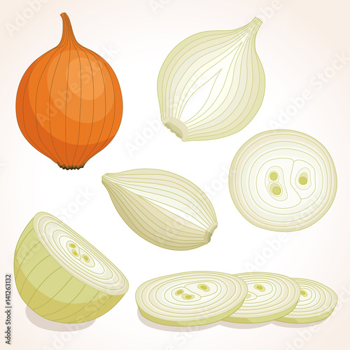 Yellow whole onion. Half, slice and onion rings. Vector illustration 