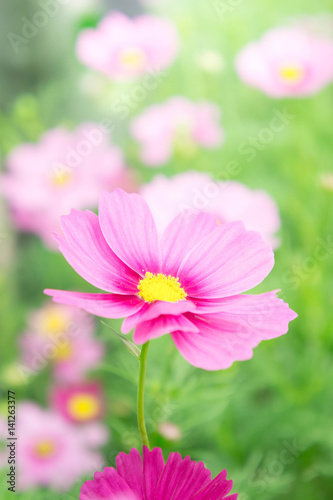 pink flowers in the garden   cosmos beautiful flowers sunlight in the morning pastel style vintage