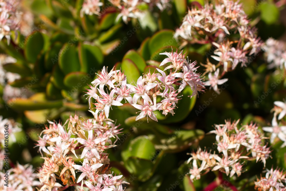 Money tree with pink flowers. Crassula ovata. Stonecrops, succulent