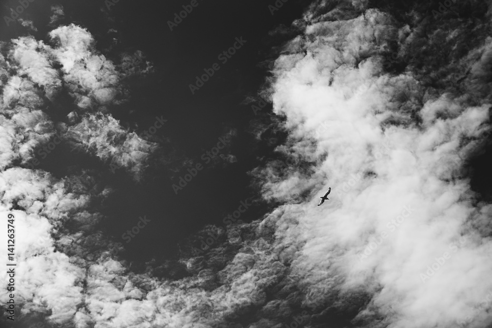 Seagull flying in the dramatic sky with clouds in black and white
