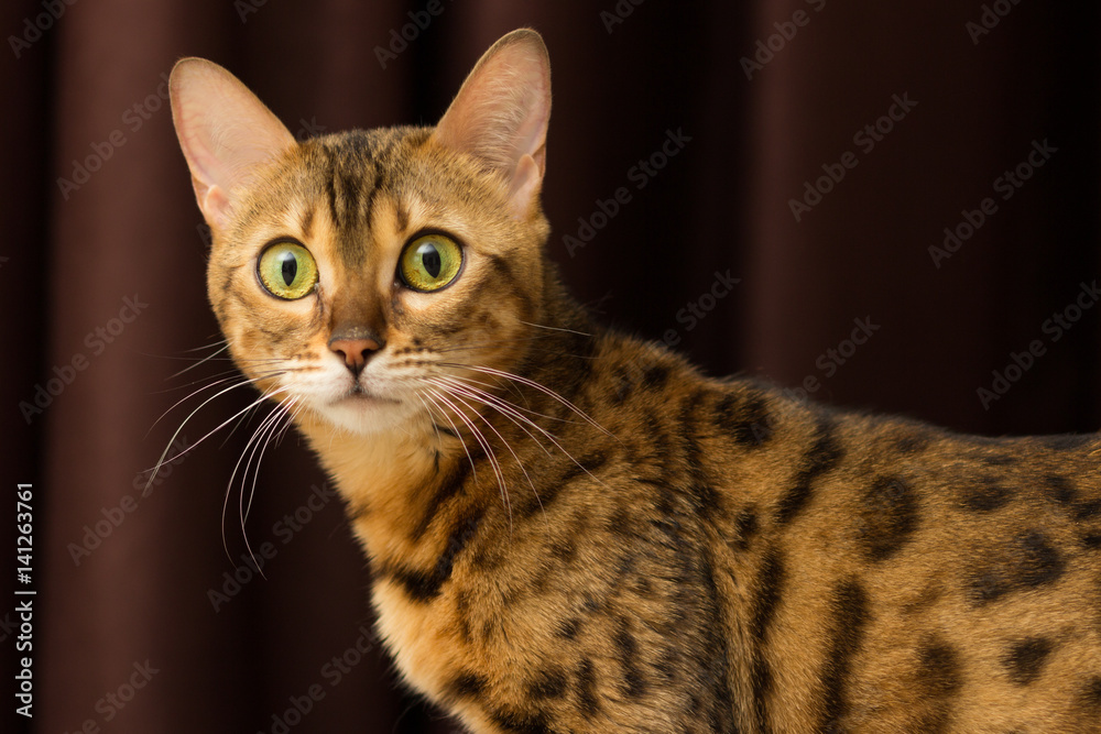 Cat of Bengali breed in a home setting close-up portrait Cat of Bengali breed in a home setting close-up portrait