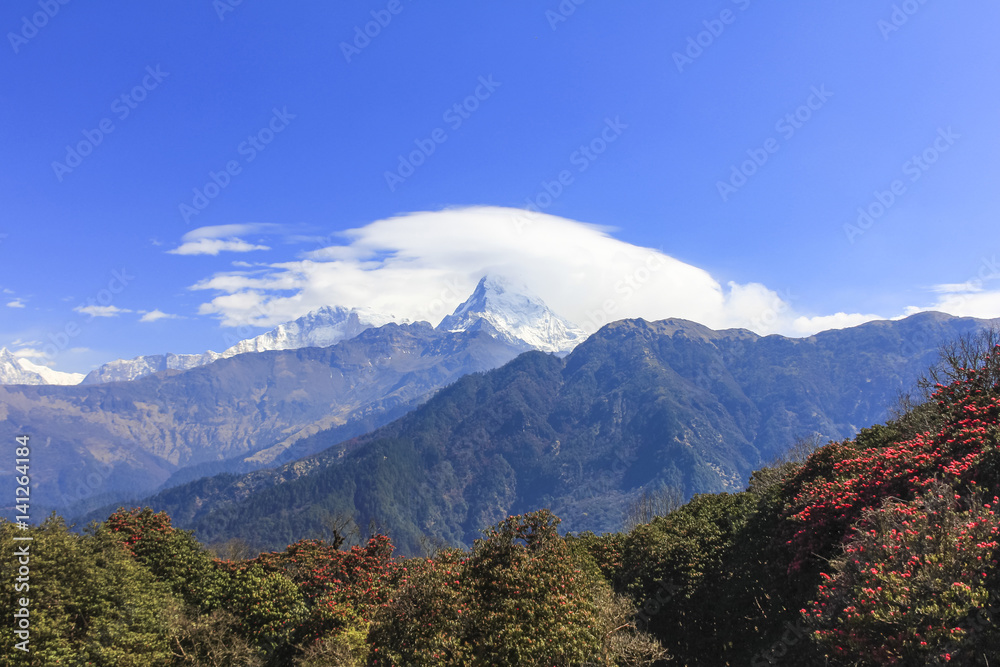 Annapurna mountain range view and Rhododendron forest in Nepal