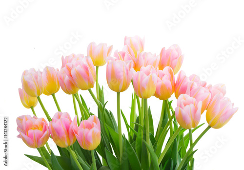 Fototapeta Naklejka Na Ścianę i Meble -  ow of fresh pink and yellow tulips close up isolated on white background