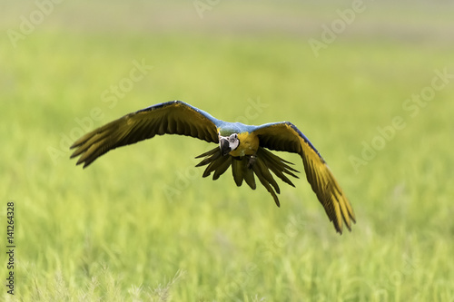 bird flying in rice field