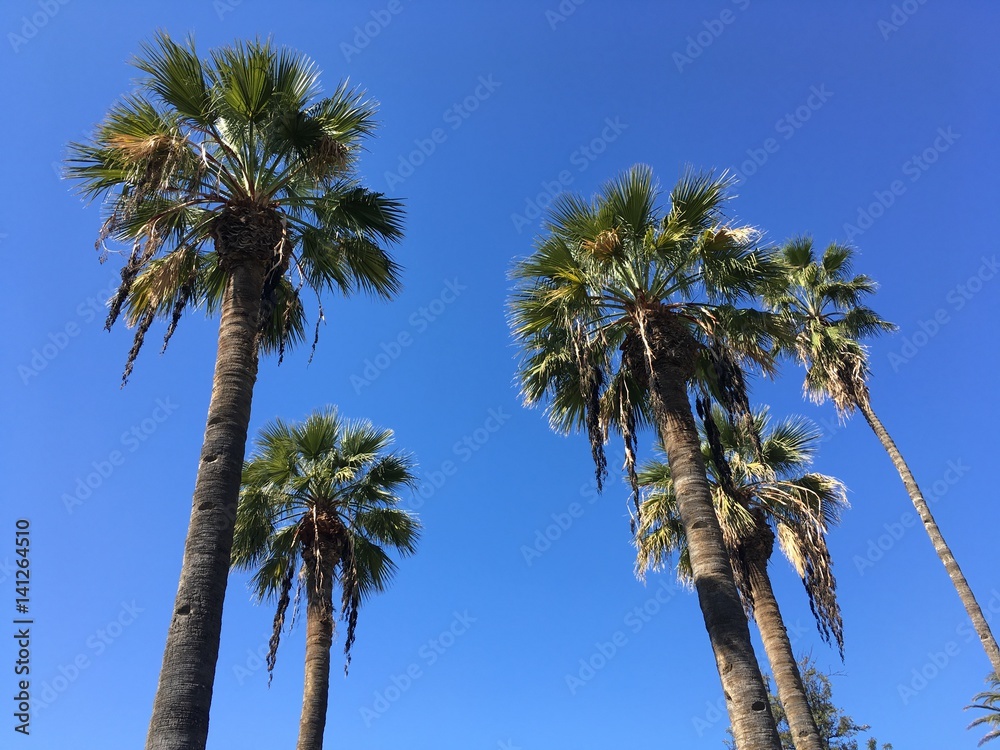 Palm trees in a desert. Clear blue sky in tropical beach seascape banner