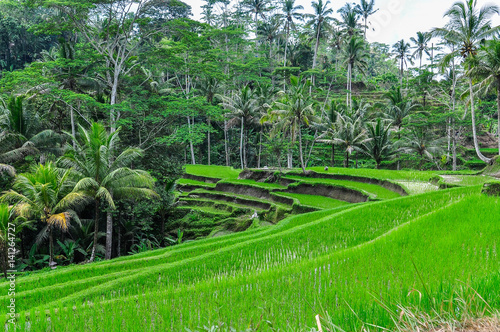 Rice terrace in Gunung Kawi, Bali, Indonesia