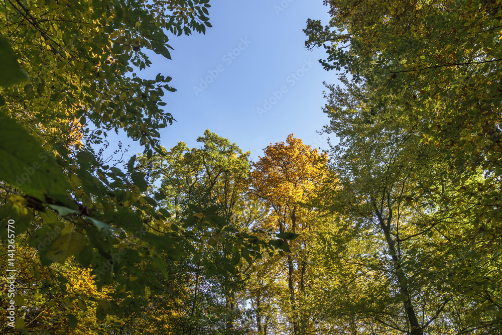 Obraz premium Herbstlicher Wald in Ostfildern