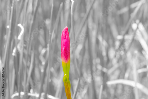 Pink zephyranthes carinata on a black and white background. photo