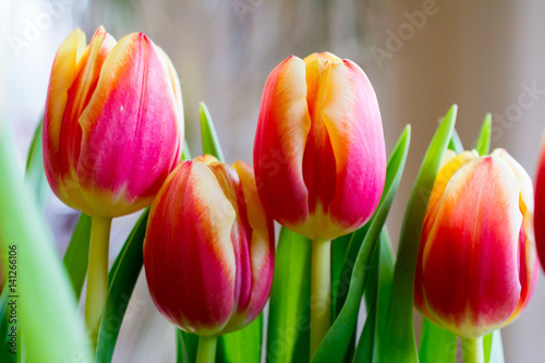 Fototapeta Naklejka Na Ścianę i Meble -  Beautiful tulip closeup